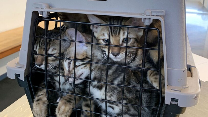 Von Portugal in die Schweiz: Die Katzen verbrachten mindestens 18 Stunden zusammengepfercht in den Käfigen.