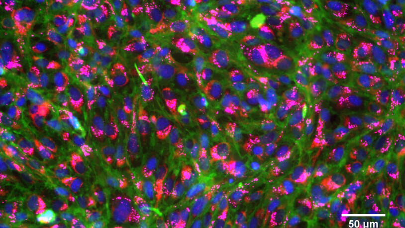 Angefärbte, gesunde Kiemenzellen von Regenbogenforellen: Der von der OECD anerkannte Toxizitäts-Test beruht auf Versuchen mit Zellen, die verraten, wie schädlich eine Chemikalie ist. (Pressebild)