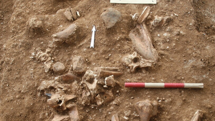 Gebeine und Gegenstände an der Grabungsstätte Nesher Ramla im zentralen Israel. Dort wurde ein bisher unbekannter Menschentypus entdeckt, der gleichzeitig lebte wie der Homo sapiens und Ähnlichkeiten mit dem Neandertaler aufwies.