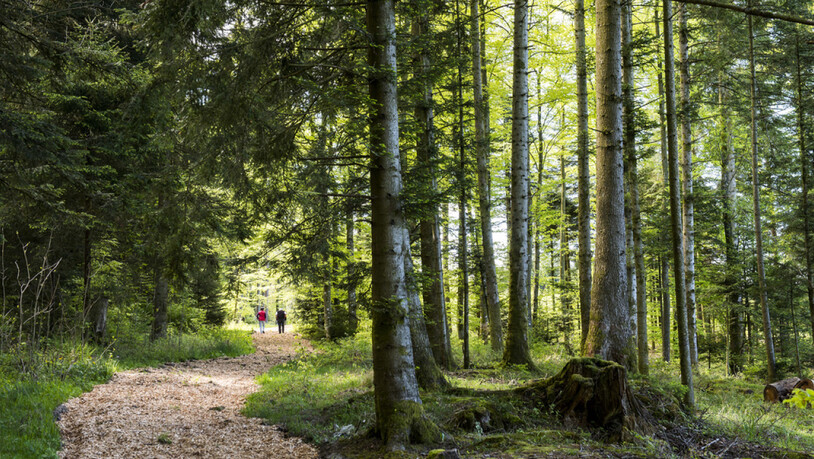 Der Jorat ist das grösste zusammenhängende Waldgebiet im Schweizer Mittelland. Rund eine Million Spaziergänger besuchen die Gegend jährlich. (Archivbild)