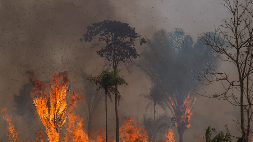 ARCHIV - Ein Waldstück im Amazonas-Gebiet steht in Flammen. Diesen Juni sind mehr als 2300 Brände im brasilianischen Amazonas registriert worden. Foto: Fernando Souza/dpa