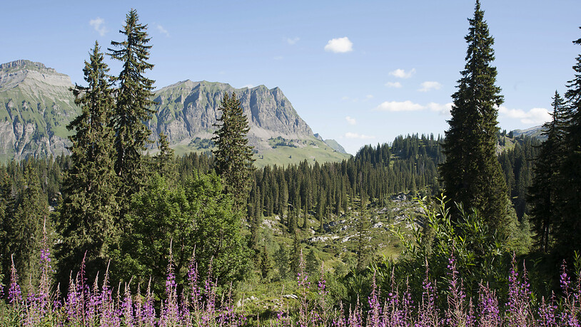 Der Bödmerenwald im Kanton Schwyz ist eines der fünfzig Reservate in der Schweiz, in dem die Entwicklung vom Nutzwald zum Urwald erforscht wird.