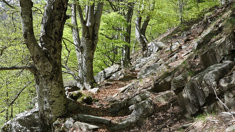Der Buchenwald der Valli di Lodano, Busai und Soladino gehört neu zum Unesco-Weltnaturerbe. (Archivbild)