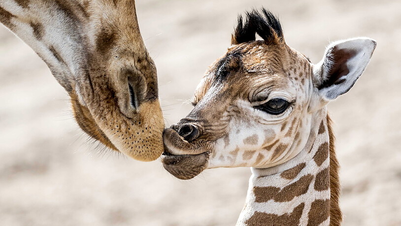 Die Sozialstruktur von Giraffen in Afrika ist neuen Erkenntnissen zufolge komplexer als bisher angenommen. (Archivbild)