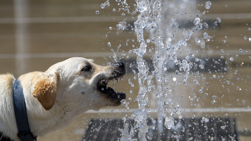 Hunde litten in diesem Sommer weniger unter den nach ihnen benannten Hitzetagen. (Archivbild)
