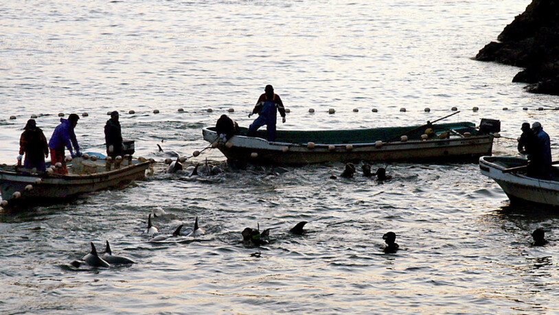 ARCHIV - Fischer und Delfintrainer haben Delfinen in eine Lagune der Walfang-Stadt Taiji getrieben. Laut Berichten von Tierschützern brachen am Mittwoch die ersten Fischer im Walfangort Taiji zum Auftakt der bis März dauernden Treibjagd auf Delfine und…
