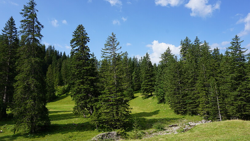 Die jüngsten Daten des Landesforstinventars förderten einen neuen Mittelpunkt des Schweizer Waldes zutage. Dieser liegt demnach auf der Alp Älggi in Sachseln OW (ungefähr in der Mitte des Bildes).