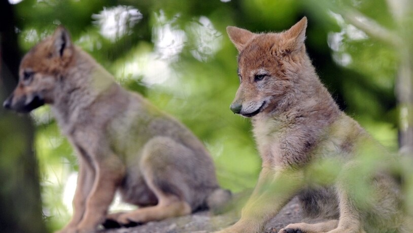 In diesem Jahr hat ein zweites Wolfspaar im Kanton Waadt Nachwuchs gezeugt. Somit streifen zwei Wolfsrudel im Waadtländer Jura umher. Im Bild Jungwölfe in einem Zoo. (Symbolbild)
