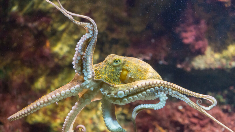 Nächsten Freitag ist Welttag des Oktopus'. Kraken sind kluge, neugierige und geschickte Tiere. Sie haben nur einmal im Leben Sex. Männchen sterben gleich danach, Weibchen, sobald die Kinder auf eigenen Tentakeln "stehen" (Symbolbild).