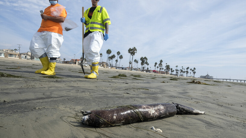 dpatopbilder - Arbeiter in Schutzanzügen gehen an einem Strand in Newport Beach, Kalifornien, vorbei, an dem tote Meerestiere nach einer Ölpest angespült wurden. Knapp eine Woche nach dem Auslaufen des Öls vor der südkalifornischen Küste ist das Ausmaß…
