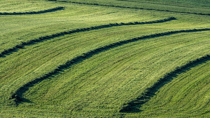 ARCHIV - Geschnittenes Gras liegt auf einer gemähten Wiese. Foto: Armin Weigel/dpa
