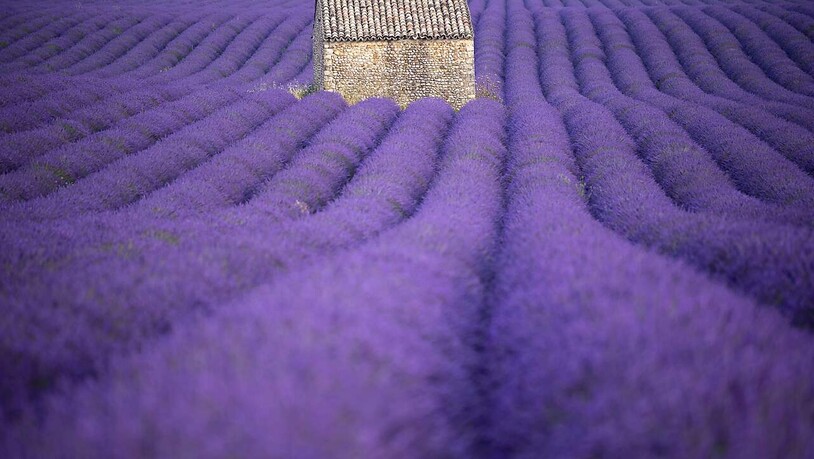 dpatopbilder - ARCHIV - Die Lavendelfelder in der Provence sind nicht nur ein Touristenmagnet, die Gewinnung ätherischer Öle ist auch ein Wirtschaftsfaktor. Foto: Christophe Simon/AFP/dpa