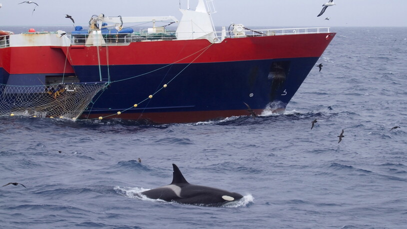 Bei deutschen Versicherungen werden Schäden an Booten durch Orcas gemeldet. Diese würden finanziell aber nicht ins Gewicht fallen. (Archivbild)