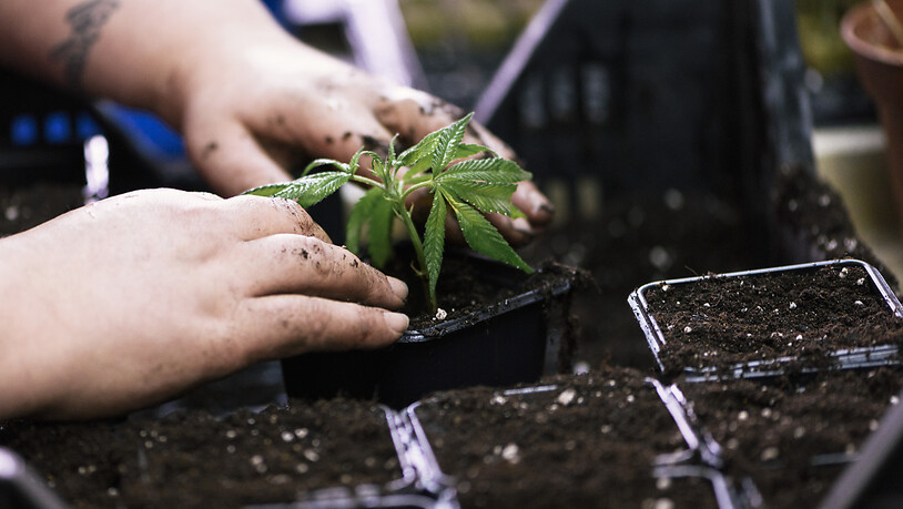 Der Anbau und der Handel von Cannabis sollen reguliert werden. Dieser Meinung sind beide Parlamentskommissionen. Nun beginnen die konkreten Gesetzesarbeiten. (Themenbild)