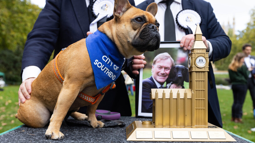 Die französische Bulldogge Vivienne wird zur Gewinnerin des Wettbewerbs «Westminster Dog of the Year» erklärt, der gemeinsam von Dogs Trust und The Kennel Club veranstaltet wird. Im Gedenken an den getöteten britischen Abgeordneten D. Amess ist dessen…