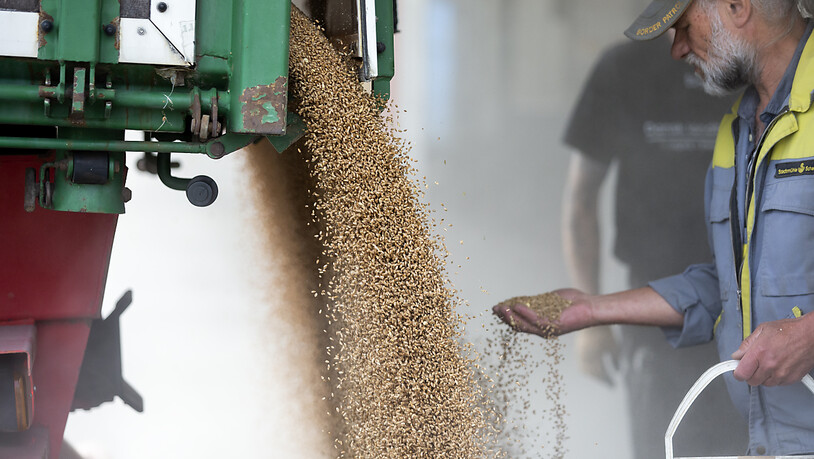 Wegen des schlechten Wetters ging die Getreideproduktion in der Schweiz um rund einen Drittel zurück. Der Dachverband der Müller rechnet nun mit steigenden Mehl-Preisen.(Archivbild)