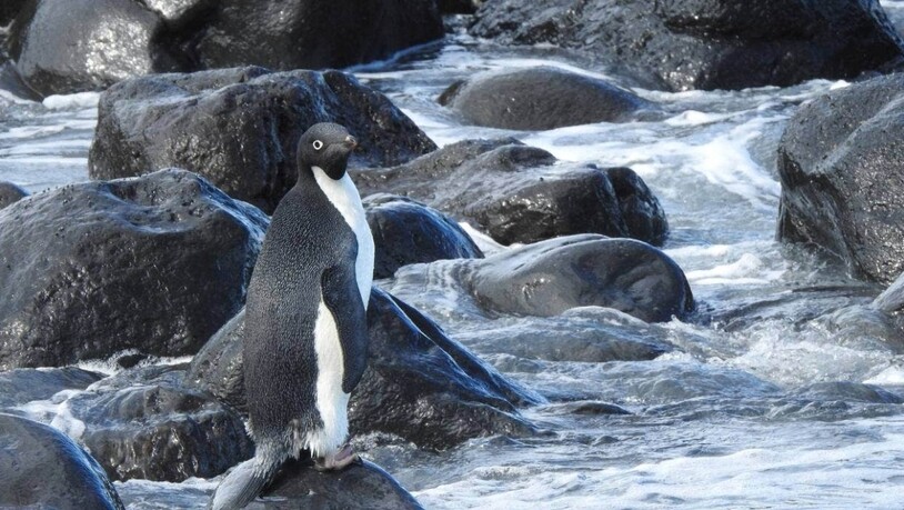 Der reisefreudige Adéliepinguin aus der Antarktis wurde in Neuseeland aufgepäppelt und in der Magnet Bay auf der Banks-Halbinsel wieder ausgesetzt (zVg STUFF).