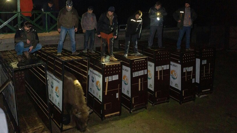 Die Tiere werden im Nationalpark aus den Kisten befreit.