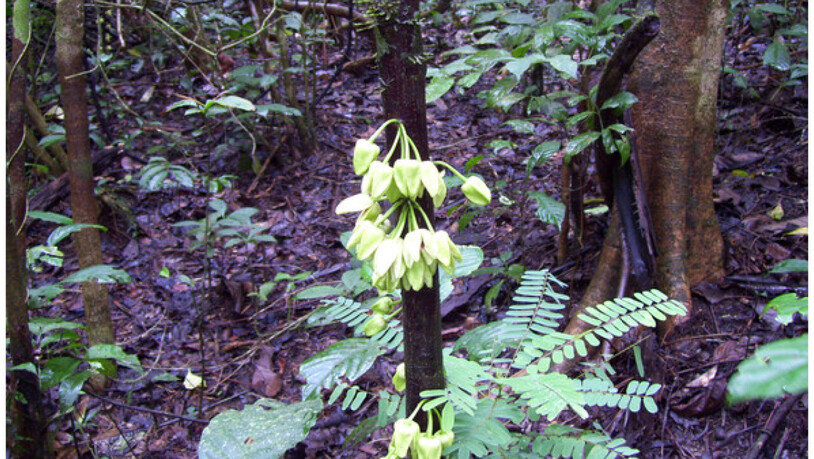 Der neu entdeckte stammblütige Baum Uvariopsis dicaprio wurde nicht wegen seines attraktiven Aussehens nach dem Hollywoodstar benannt. Vielmehr ehren Forscher Leonardo DiCaprio dafür, dass er sich als Naturschützer stark gemacht hat für den Wald in…