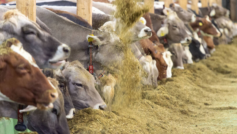 Von einem automatischen Futterlaufband gelangt das Futter direkt zu den Kühen im Khurerhof von Andreas Mehli. 
