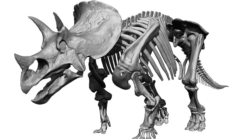 Eine 3D-Rekonstruktion des Triceratops "Willard".
