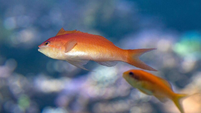 Flammen-Fahnenbarsche sind flexibel, was ihr Geschlecht betrifft. Auch andere Fischarten wandeln sich um, weil es ihnen Fortpflanzungsvorteile bringt.