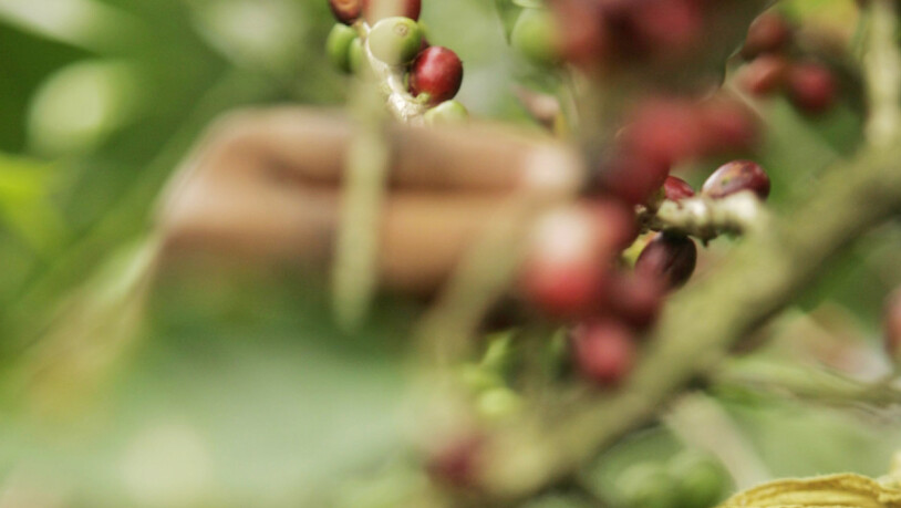 Kaffeepflanzen sind besonders anfällig für warme Temperaturen: Eine junge Frau pflückt Kaffee auf einer Farm in Costa Rica. (Themenbild)