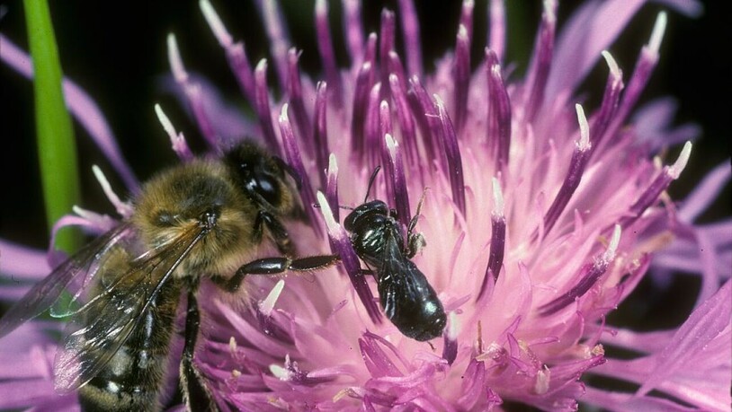 Die Zunahme von Imkerstandorten in Schweizer Städten übt Druck auf wilde Bestäuber aus: Eine Honigbiene (links) teil sich Nektar mit einer gewöhnlichen Keulhornbiene.
