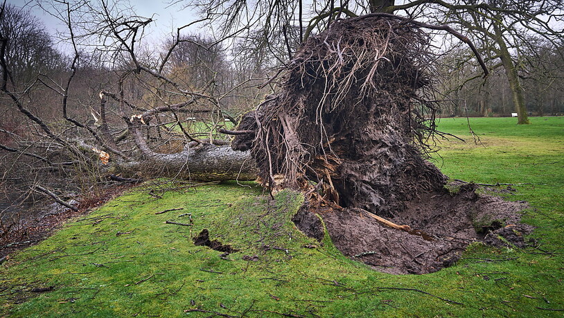 Derzeit zieht ein Sturm nach dem anderen von Westen her über Europa hinweg. Mancherorts sind Bäume entwurzelt worden. In der Schweiz wütet derzeit das Sturmtief "Antonia". (Archivbild)