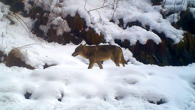 Ein Calanda-Wolf wurde von einer Fotofalle erfasst. 