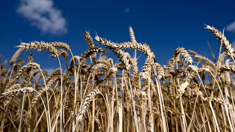 Erntereifer Weizen wartet auf Abnehmer. (Archivbild)
