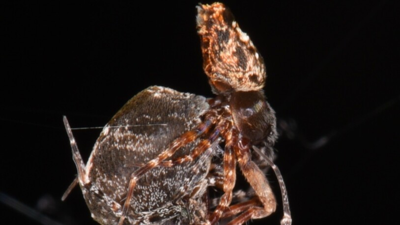 Nach der Paarung begeht das Spinnenweibchen am Männchen sexuellem Kannibalismus, wenn sich dieses nicht ultraschnell weg katapultiert: zwei Spinnen bei der Paarung.