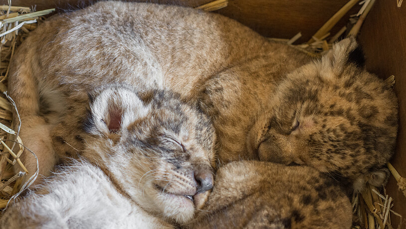 A supplied image obtained on Wednesday, May 4, 2022, of a trio of lion cubs born at Taronga Western Plains Zoo, in Dubbo, NSW. (AAP Image/Supplied by Taronga Western Plains Zoo) NO ARCHIVING, EDITORIAL USE ONLY