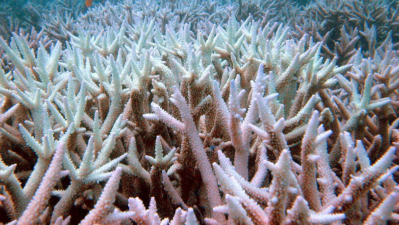 Gebleichte Korallen haben ein höheres Risiko abzusterben: Korallenbleiche im Great Barrier Reef. (Archivbild)