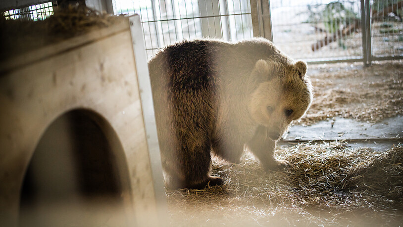 Die Bärin Jamila erkundet vorsichtig ihr neues Zuhause in Arosa. Sie wurde zusammen mit Sam vom Skopje Zoo ins Bärenland im Bünderland überführt.