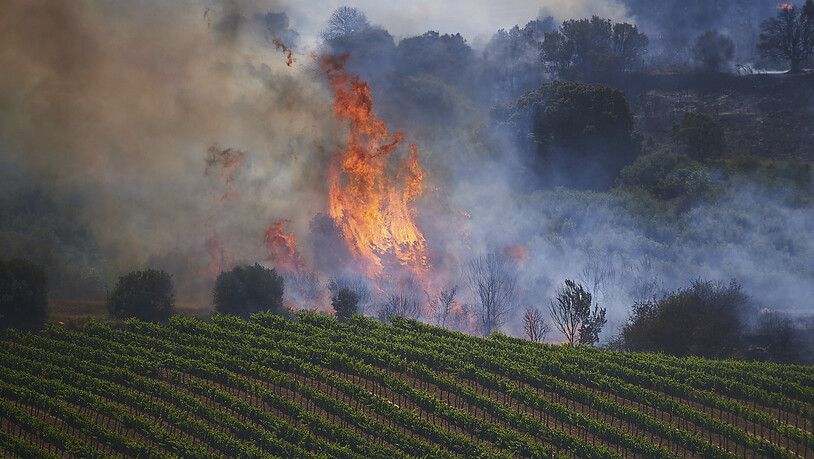 Flammen steigen in einem Weinberg in Nordspanien auf. Die spanische Feuerwehr kämpft in mehreren Teilen des Landes, die von einer für diese Jahreszeit ungewöhnlichen Hitzewelle betroffen sind, um die Eindämmung von Waldbränden. Foto: Miguel Oses/AP/dpa
