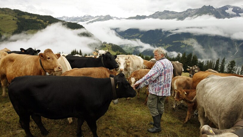 Berggebiete bieten mehr als die Berglandwirtschaft: Ein Hirt kontrolliert sein Vieh auf der Alp Zavraga in Obersaxen GR. (Archivbild)