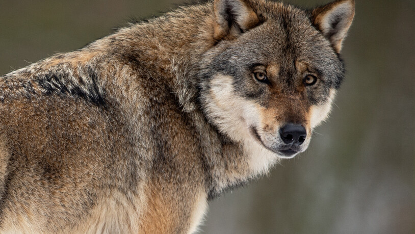 Der Kanton Glarus lässt einen Einzelwolf erlegen, der innert vier Monate 15 Nutztiere gerissen haben soll. (Symbolbild)