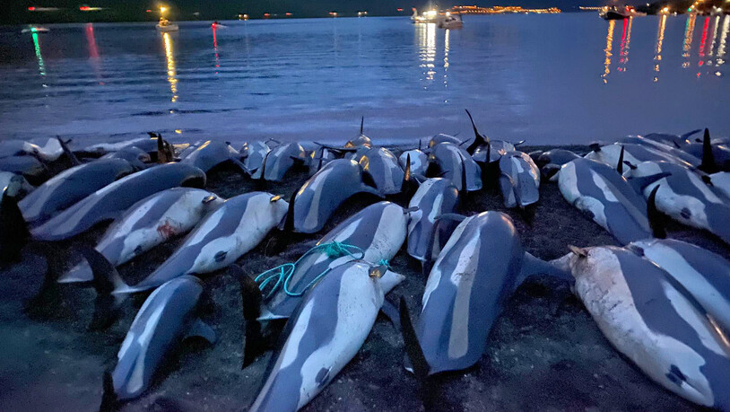 Auf den Färöern sind 100 Delfine getötet worden. Tierschutzorganisationen schlagen Alarm. (Archivbild von der Tötung im vergangenen Spätsommer)