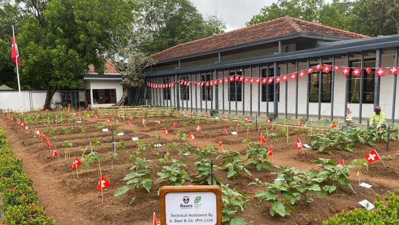 Schweizer Fähnchen zieren den neuen Gemüsegarten der Schweizer Botschaft in Colombo. Die Einweihung fand am 1. August statt.