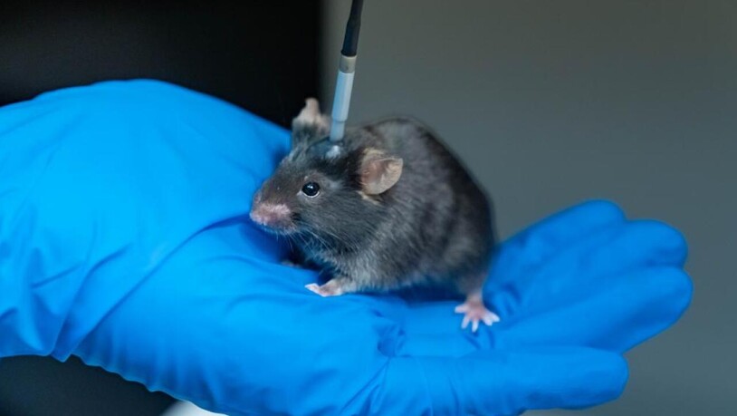 Das von den Forschern angewandte Dispositiv erlaubte es den Mäusen, sich die Ketamin-Dosen gleichsam selber zu verabreichen.