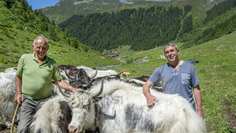 Die Prättigauer Alpen werden hauptsächlich von Kühen und Schafen bestossen. Oberhalb von Klosters weidet jedoch auch eine Herde Yaks – in Gemeinschaft mit anderen Kuhrassen. Werner Stucki (links) sieht seit über zehn Jahren zu den Tieren von Bartli Gruober, wenn sie während der Sommermonaten auf der Gemeinschaftsweide und auf der Alp sind.
