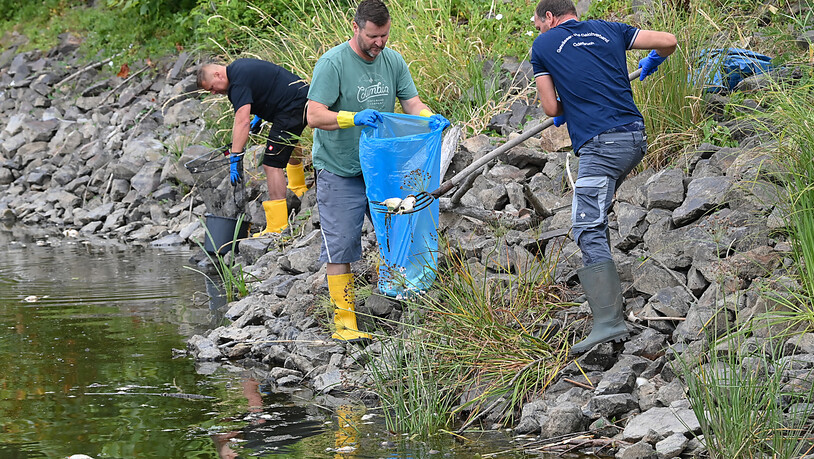 Freiwillige Helfer bergen tote Fische aus dem Wasser des deutsch-polnischen Grenzflusses Oder. Foto: Patrick Pleul/dpa