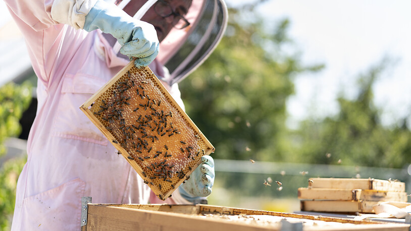 Ein Imker entfernt den Rahmen eines Bienenstocks, um den produzierten Honig zu sammeln. (Archivbild)