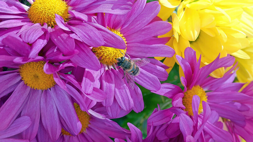Das milde Wetter freut die Tierwelt: «Diese späte Biene geniesst noch das schöne Wetter und sammelt noch fleissig Nektar aus dem Blütenstempel von diesen schönen farbigen Astern», schreibt Leser Josef Meli zu seinem Anfang der Woche aufgenommenen Bild.