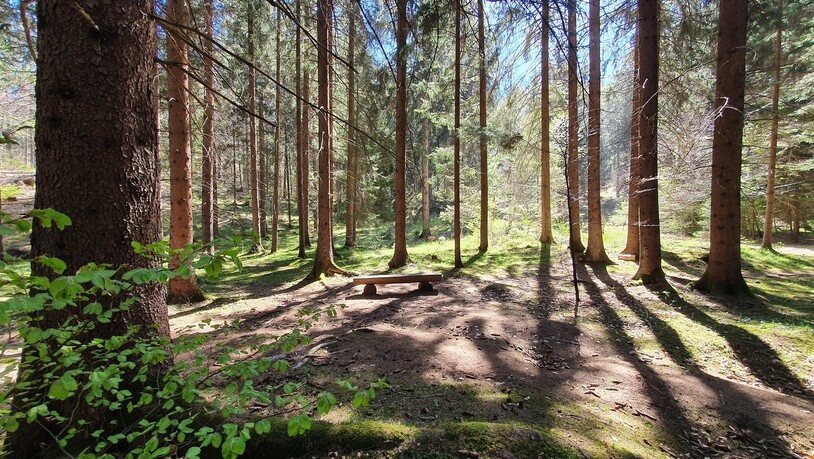 Räuschen der Bäume: Mitten im Wald von Bonaduz ist ein Waldfriedhof zu finden.