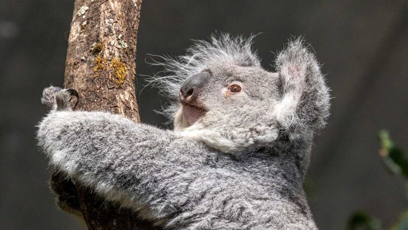 Das Koalaweibchen Téa ist von einem Zoo in Frankreich nach Zürich gekommen.
