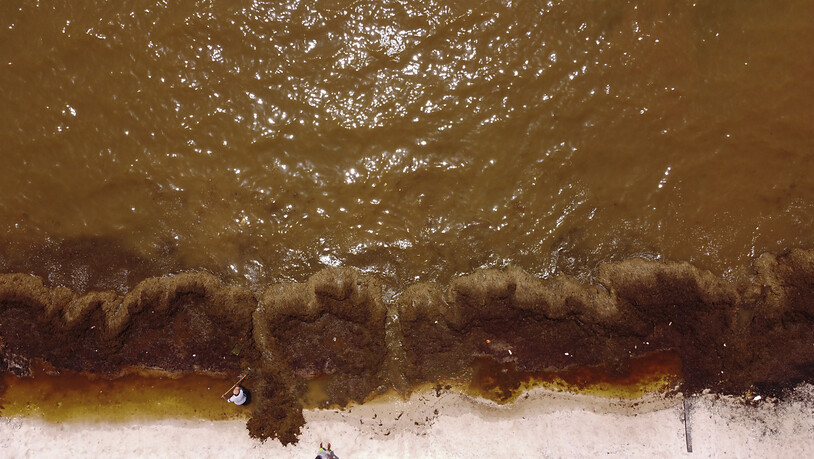ARCHIV - Symbolbild. Eine gewaltige Masse Braunalgen treibt auf die US-Küste und Strände im Golf von Mexiko zu. Insgesamt bewegten sich rund 6,1 Millionen Tonnen der Algen aus dem Zentralatlantik in Richtung Karibik, berichteten Meeresforscher der…
