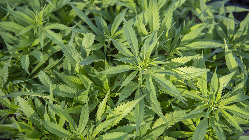 Das Bundesamt für Gesundheit (BAG) hat das Stadtzürcher Cannabis-Projekt bewilligt. Damit kann der Anbau von Cannabispflanzen für die Studie beginnen. (Symbolbild)