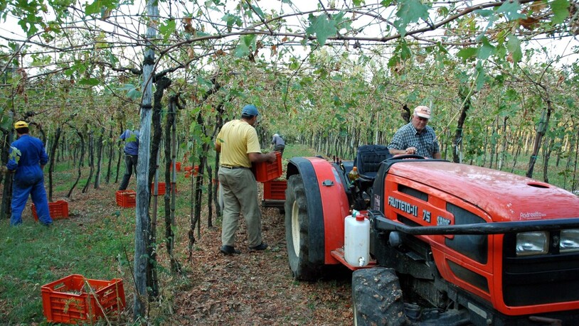 In der italienischen Landwirtschaft werden zur Erntezeit zehntausende Personen benötigt - im Bild Weinlese in Norditalien. (Archivbild)